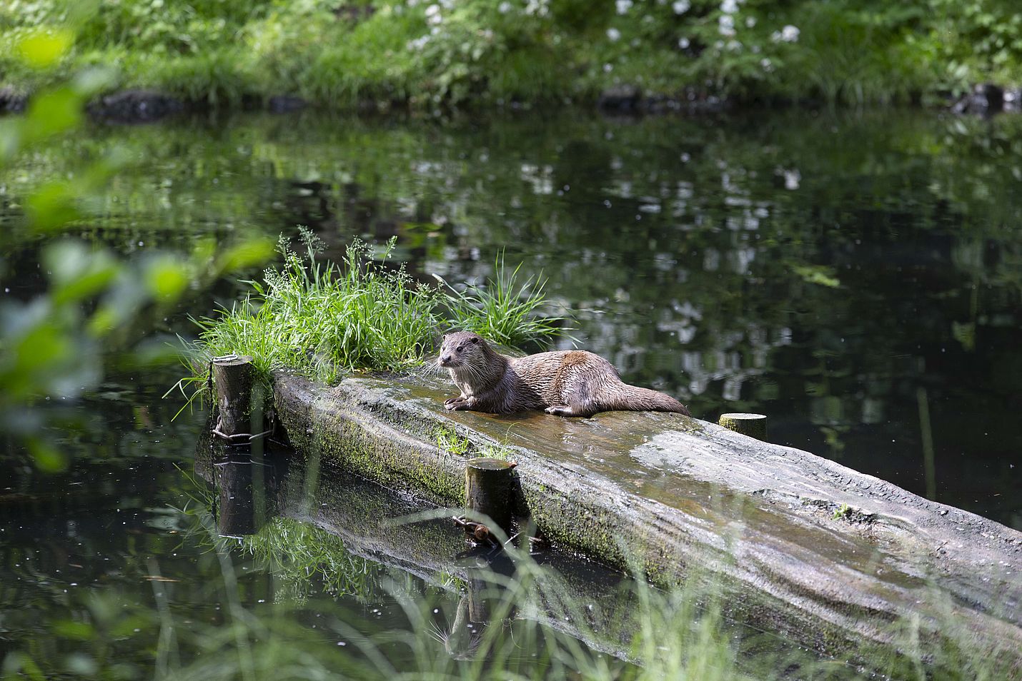 Fischotter auf einem Holzsteg