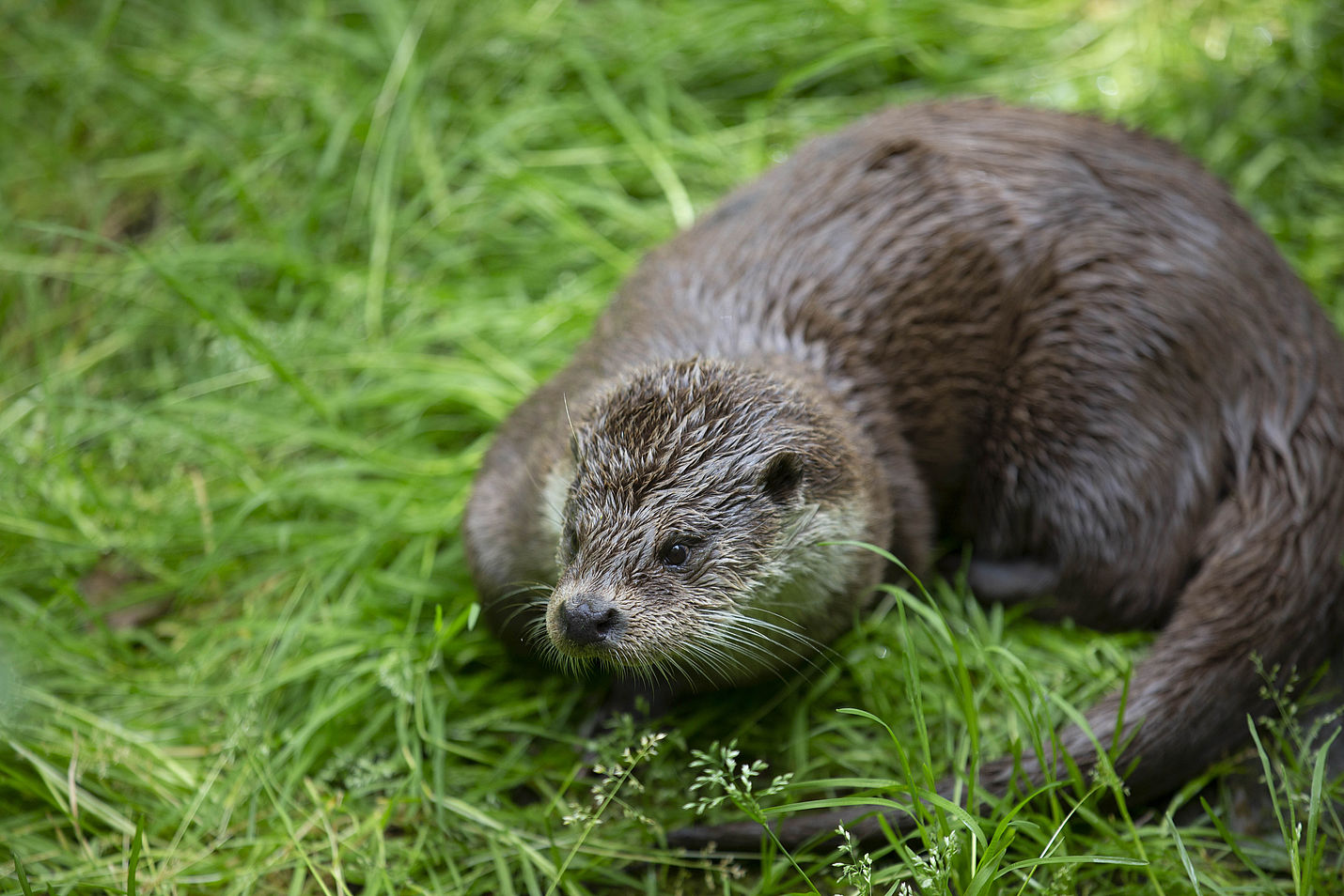 Fischotter in seinem Lebensraum