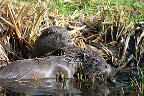 Zwei Otter am Wasser
