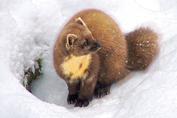 Mauswiesel im Schnee im Tierpark Niedersachsen