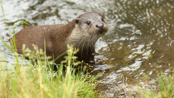 Otter schaut aus dem Wasser
