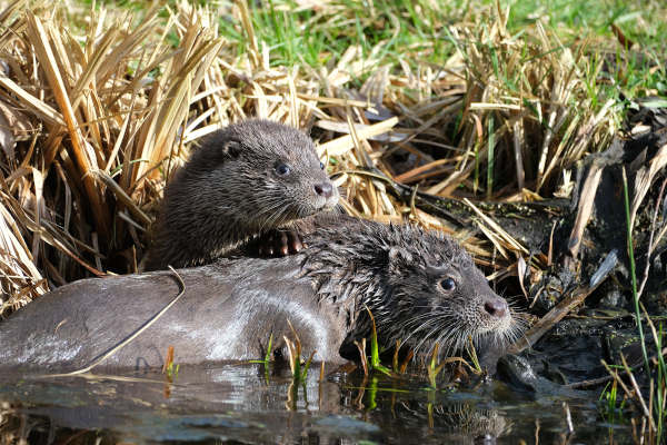 Zwei Otter am Wasser