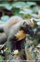 Baummarder im Wildpark