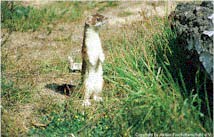 Hermelin im Gras im Wildpark Niedersachsen