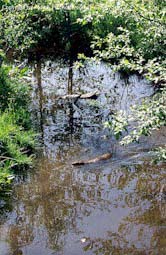 Otter im Bach im Wildpark Niedersachsen