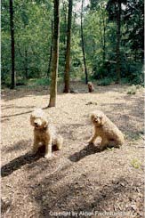 Otterhunde im Tierpark Niedersachsen