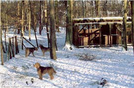 Otterhund im Schnee im Wildpark