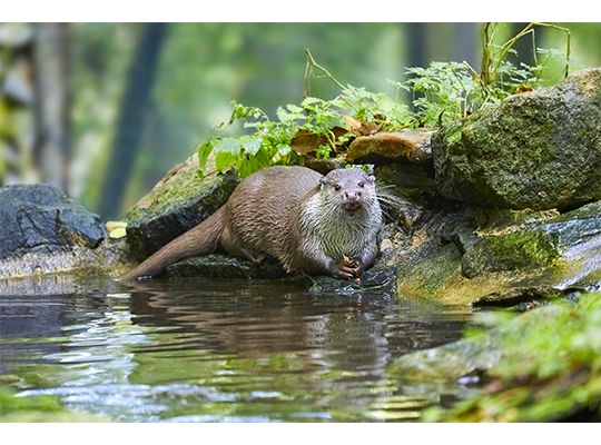 Eurasischer Fischotter am Wasser